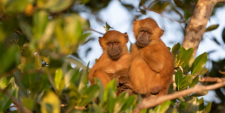 Makasutu Forest monkeys